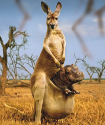 Hippopotamus in Kangaroo Pouch Funny Hybrid Picture
